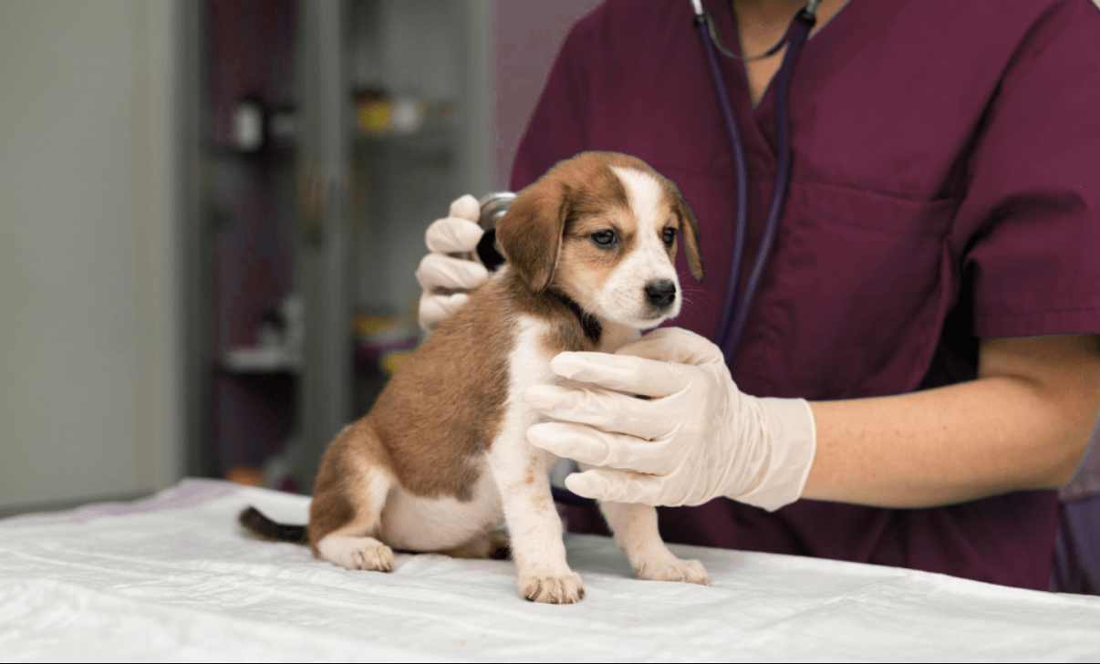 Medicina veterinaria y zootecnia